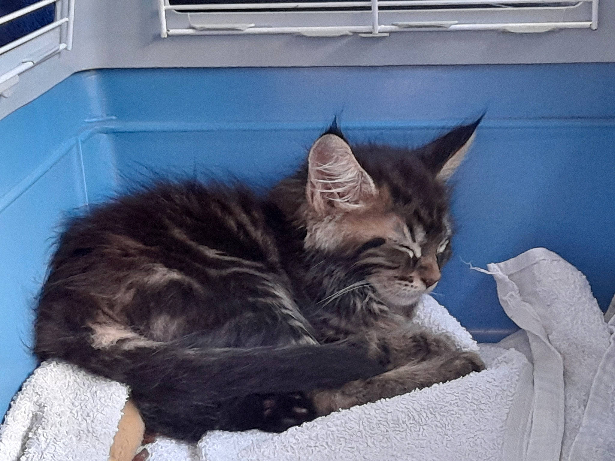 Timeo participe au concours pour gagner de l'argent avec cette photo : black_cat, box, carnivore, cat, cat_supply, claw, comfort, domestic_short_haired_cat, felidae, fur, grey, nap, paw, plant, sitting, small_to_medium_sized_cats, snout, tail, vehicle, whiskers