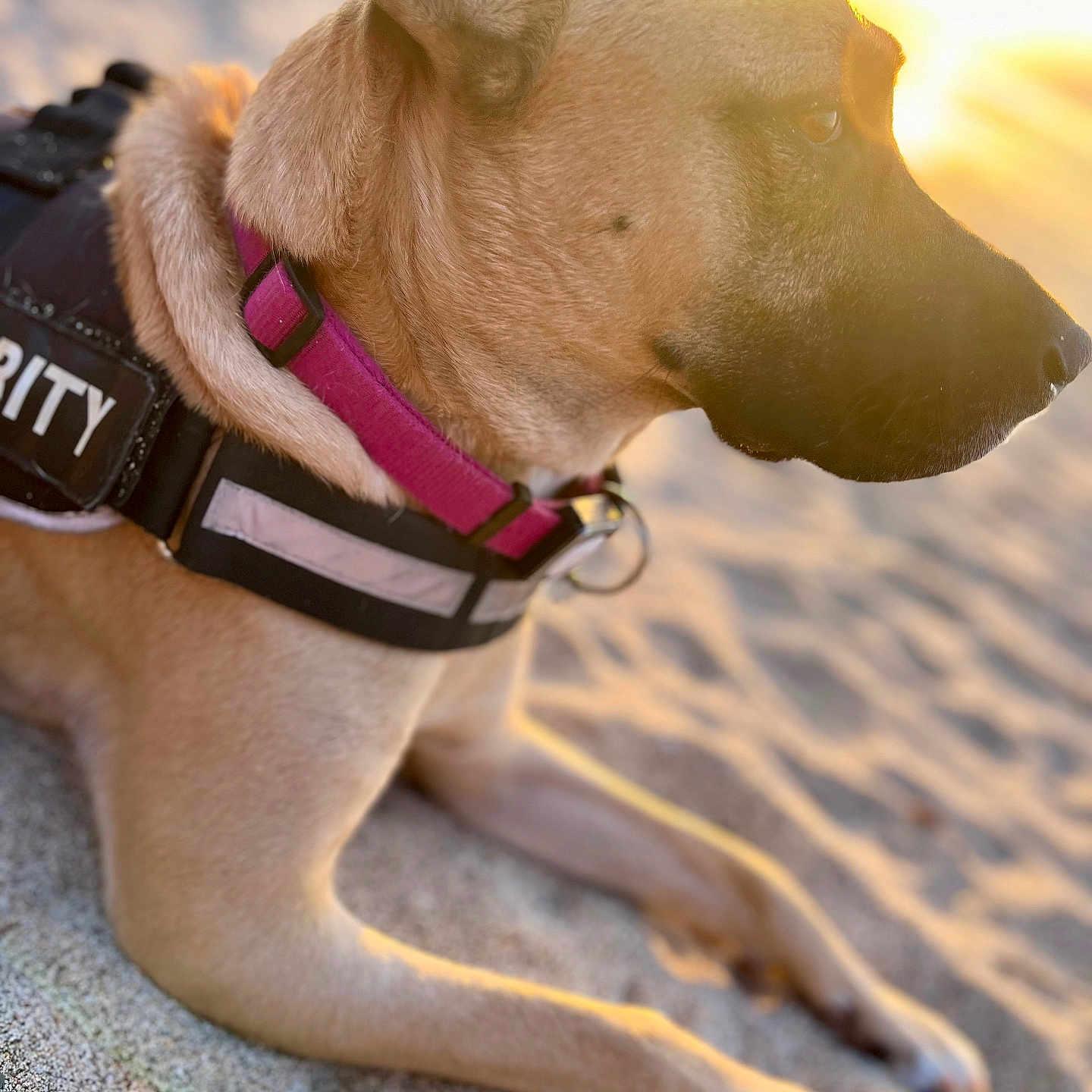 Corona participe au concours pour gagner de l'argent avec cette photo : accessories, animal, belt, bulldog, canine, collar, dog, goggles, harness, hound, labradorretriever, leash, nature, outdoors, pet, policedog, puppy, sky, snout, strap