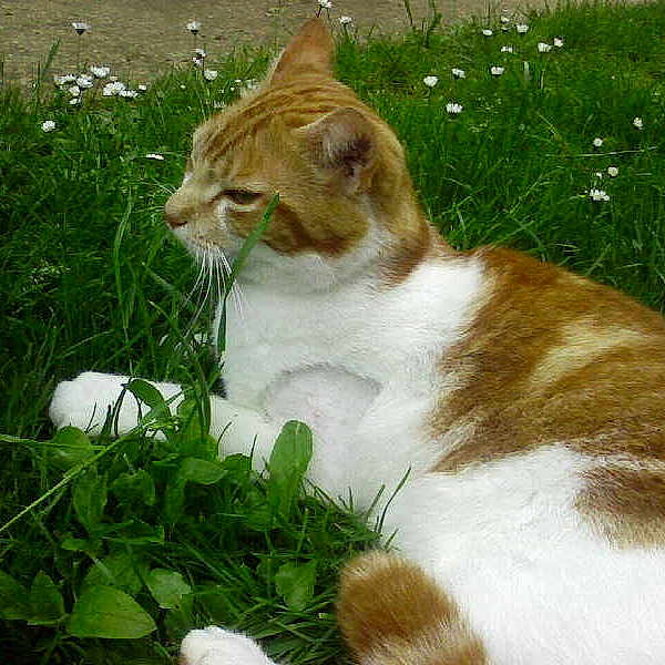 Prince