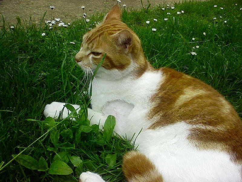 Prince