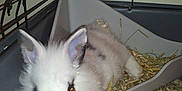 Haribot participe au concours pour gagner de l'argent avec cette photo :