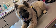 Alpha participe au concours pour gagner de l'argent avec cette photo : animal, cabinet, canine, counter, dog, floor_tiles, fur, happy, harness, indoor, leash, medical_supplies, metal_surface, pet, pink_wall, puppy, sink, table, tongue_out, veterinary_clinic