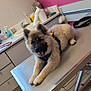 animal, cabinet, canine, counter, dog, floor_tiles, fur, happy, harness, indoor, leash, medical_supplies, metal_surface, pet, pink_wall, puppy, sink, table, tongue_out, veterinary_clinic
