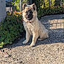 animal, collar, concrete, cute, daylight, dog, fence, fluffy, greenery, happy, nature, outdoor, path, pet, puppy, shrubbery, sitting, smiling, sunlight, young_dog