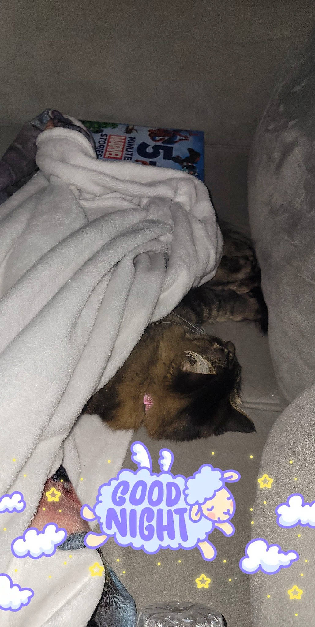 Fluffy is registered to the contest to win money with this photo: bag, bed, bedding, carnivore, cat, comfort, dog_breed, domestic_short_haired_cat, fawn, felidae, fur, grey, linens, nap, room, small_to_medium_sized_cats, sporting_group, tail, textile, whiskers