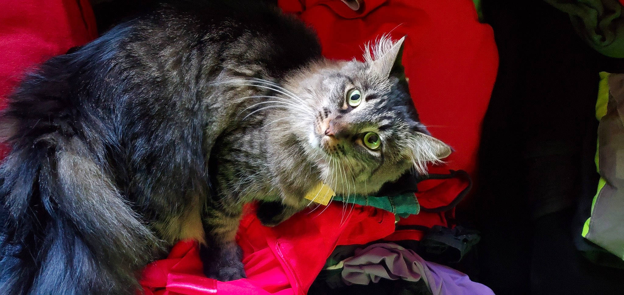 Fluffy is registered to the contest to win money with this photo: carnivore, cat, cat_toy, claw, comfort, domestic_short_haired_cat, event, felidae, fur, grass, paw, plant, small_to_medium_sized_cats, snout, tail, terrestrial_animal, whiskers
