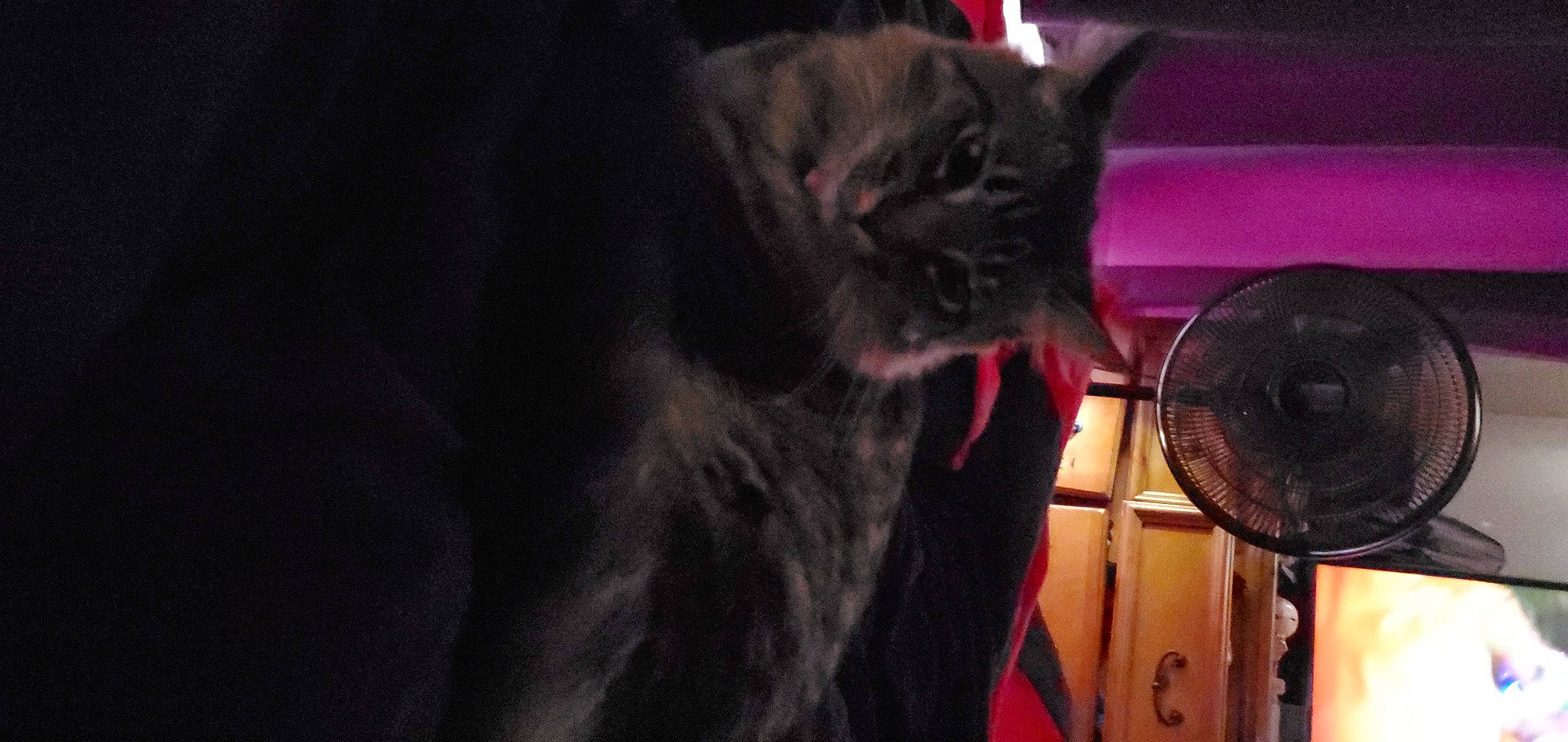 Fluffy joined the competition — help win amazing prizes! audio_equipment, black_cat, carnivore, cat, darkness, domestic_short_haired_cat, ear, event, felidae, fur, magenta, midnight, small_to_medium_sized_cats, snout, tail, whiskers