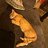 animal, carpet, cat, couch, cozy, decor, domestic, feline, furniture, ginger_cat, home, indoor, living_room, pet, pillow, quiet, relaxation, resting, sleeping, soft