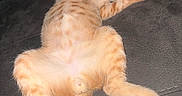 Arlo is registered to the contest to win money with this photo: animal, cat, couch, cute, fluffy, fur, ginger_cat, indoor, kitten, lying_down, mammal, paw, pet, pink_paw_pads, relaxed, resting, sleepy, tabby, whiskers, young_cat