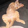 animal, cat, couch, cute, fluffy, fur, ginger_cat, indoor, kitten, lying_down, mammal, paw, pet, pink_paw_pads, relaxed, resting, sleepy, tabby, whiskers, young_cat