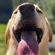 Benjamin joined the competition — help win amazing prizes! dog, golden_retriever, pet, animal, portrait, close_up, tongue, open_mouth, panting, happy, funny, outdoor, sunlight, grass, blurred_background, red_collar, fur, nose, teeth, smartphone_screenshot