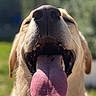 dog, golden_retriever, pet, animal, portrait, close_up, tongue, open_mouth, panting, happy, funny, outdoor, sunlight, grass, blurred_background, red_collar, fur, nose, teeth, smartphone_screenshot