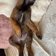 Démon a rejoint le concours — aidez-le/la à gagner de superbes lots ! puppy, dog, sleeping, bed, blanket, soft, fur, cute, relaxed, paw, animal, pet, cozy, indoors, resting, pink, cream, small, young, adorable