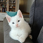 Aïko a rejoint le concours — aidez-le/la à gagner de superbes lots ! kitten, white_cat, blue_eyes, couch, armrest, living_room, indoor, pet, feline, cute, fur, small_animal, curious, relaxing, domestic, household, soft, young_cat, cozy, home