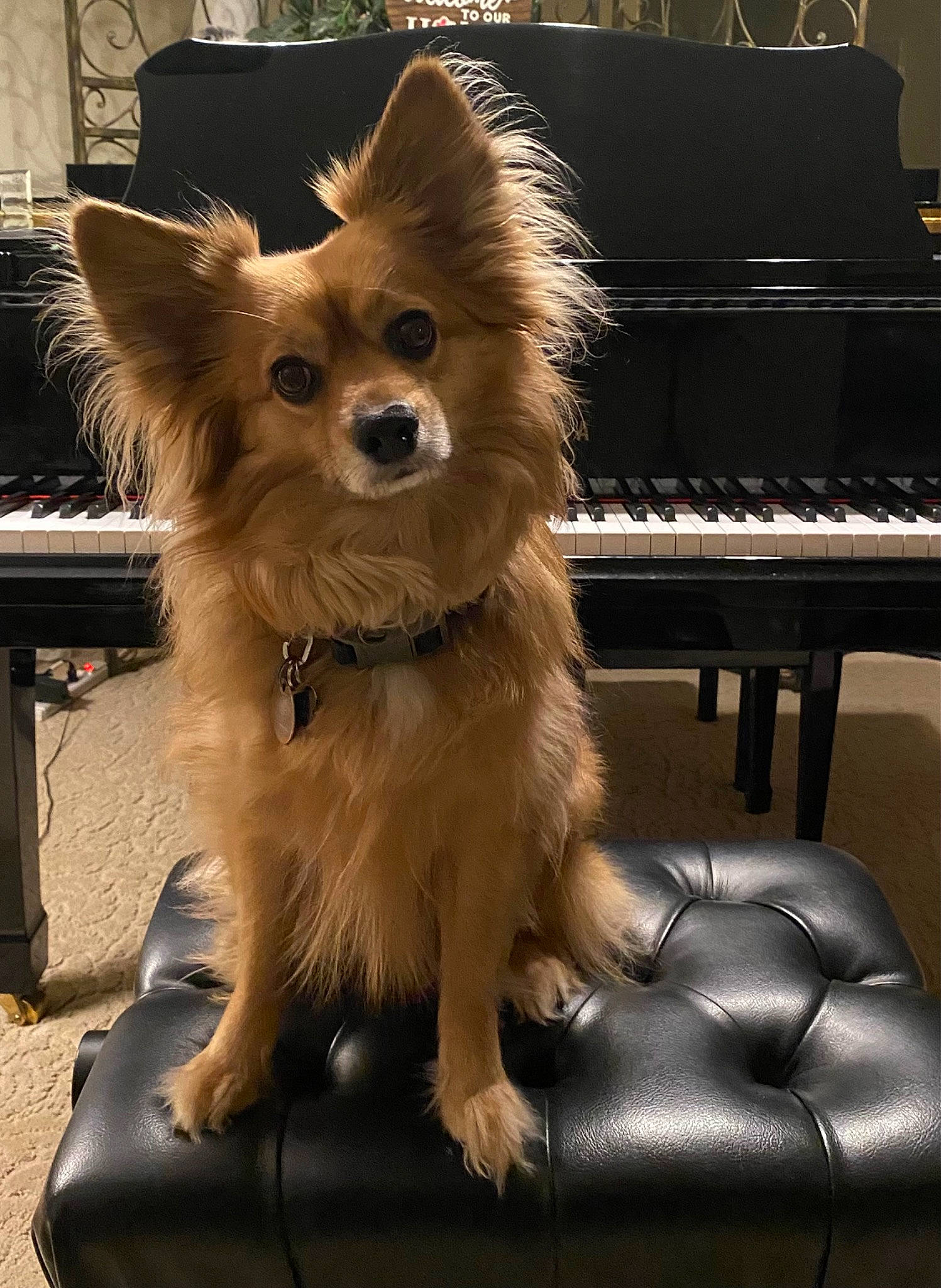 Lucky joined the competition — help win amazing prizes! canidae, carnivore, companion_dog, digital_piano, dog, dog_breed, dog_supply, electronic_musical_instrument, event, fashion_accessory, fawn, fur, keyboard, musical_instrument, musical_instrument_accessory, musical_keyboard, pianist, piano, snout, toy_dog