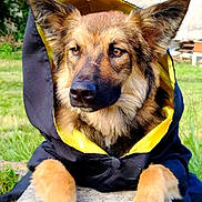 Usko a rejoint le concours — aidez-le/la à gagner de superbes lots ! animal, attentive, black, canine, closeup, clothing, dog, ears, fur, garden, grass, hood, muzzle, nature, outdoor, paws, pet, portrait, stone, yellow