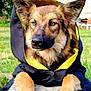 animal, attentive, black, canine, closeup, clothing, dog, ears, fur, garden, grass, hood, muzzle, nature, outdoor, paws, pet, portrait, stone, yellow