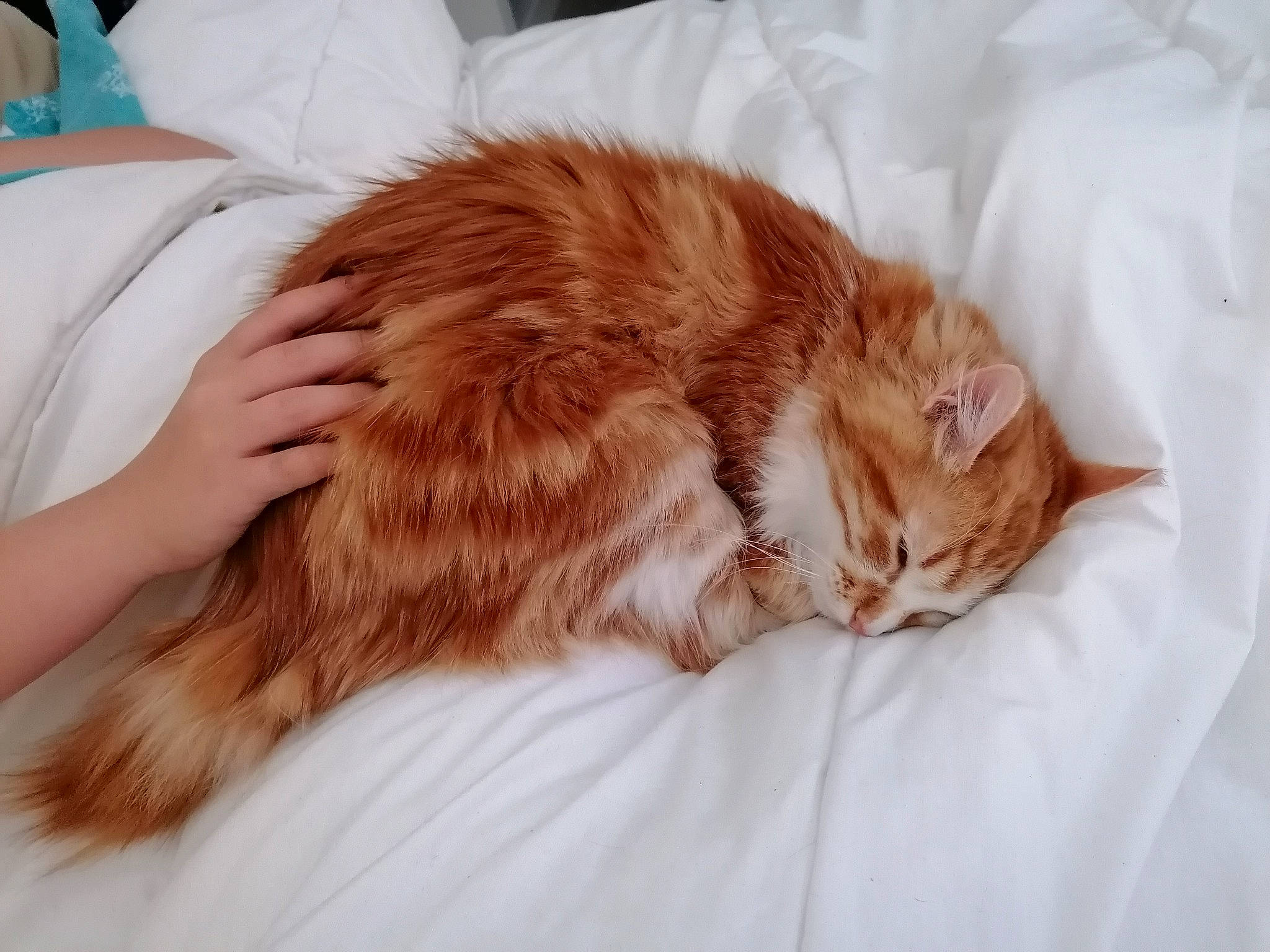 Raya participe au concours pour gagner de l'argent avec cette photo : carnivore, cat, claw, comfort, companion_dog, domestic_short_haired_cat, fawn, felidae, fur, liver, nap, natural_material, paw, peach, sleep, small_to_medium_sized_cats, snout, tail, whiskers