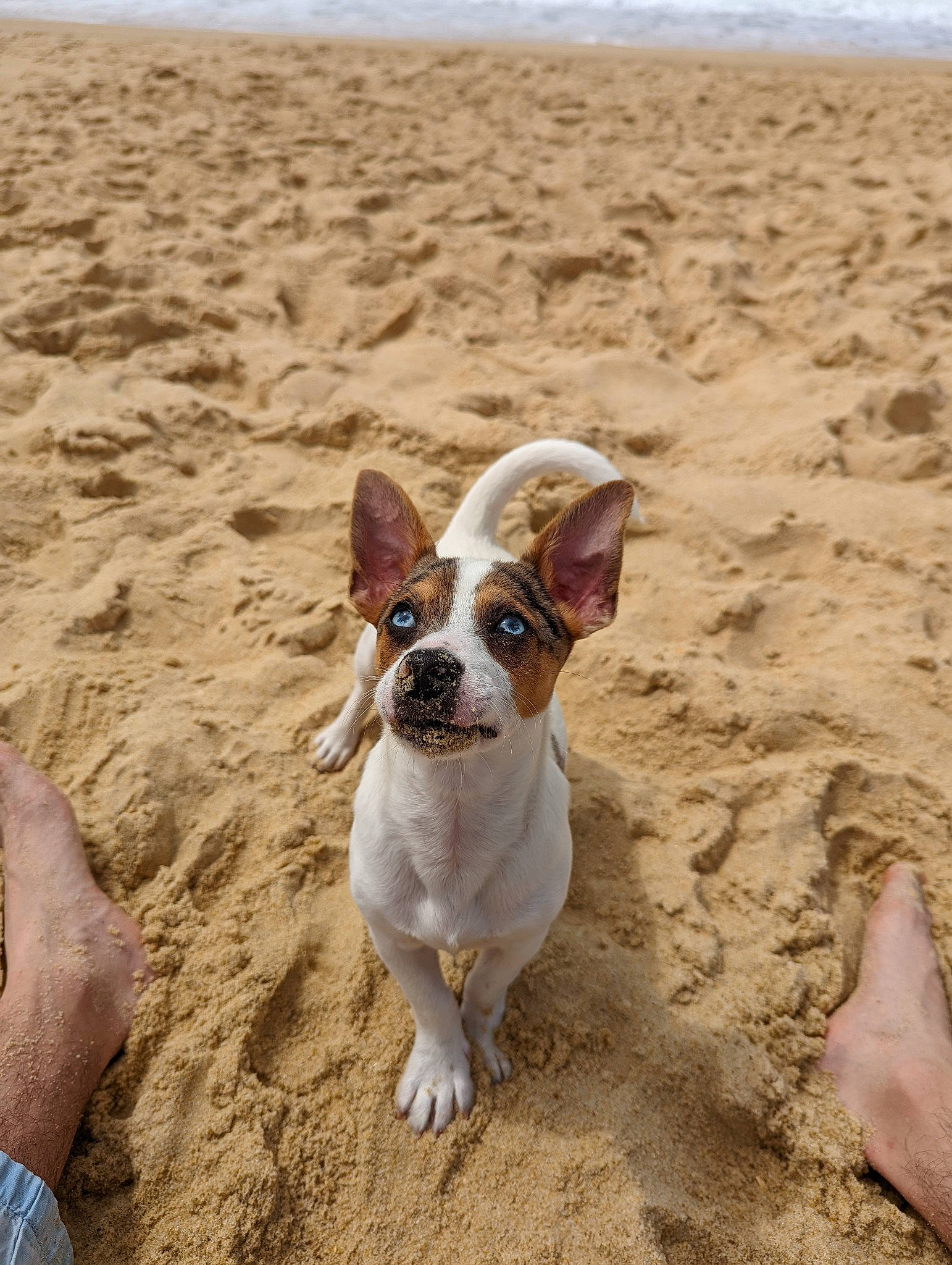 Darling a rejoint le concours — aidez-le/la à gagner de superbes lots ! adventure, ball, beach, canidae, carnivore, companion_dog, dog, dog_breed, fawn, french_bulldog, fun, horizon, landscape, ocean, sand, snout, soil, sporting_group, tail, working_animal