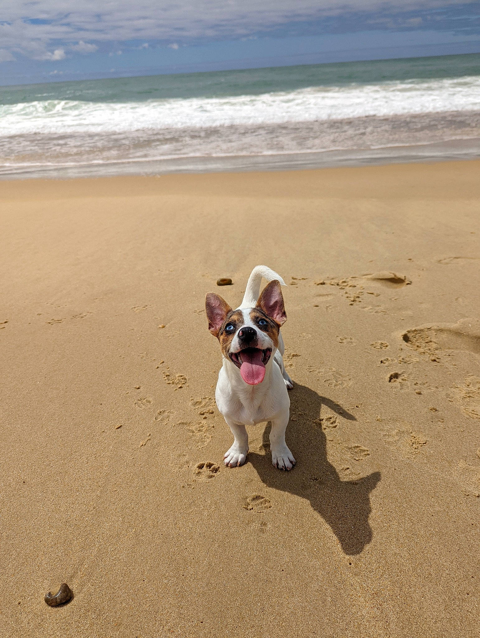 Darling participe au concours pour gagner de l'argent avec cette photo : beach, bulldog, canidae, carnivore, cloud, coastal_and_oceanic_landforms, companion_dog, dog, dog_breed, fawn, horizon, mammal, sand, shore, sky, snout, sporting_group, toy_dog, vertebrate, water