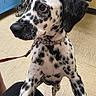 dog, dalmatian, puppy, spotted_coat, black_and_white, floppy_ears, brown_eyes, collar, leash, sitting, standing, front_paws, pet, animal, portrait, close_up, indoors, floor, cabinet, playful