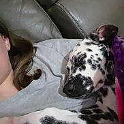 Ember joined the competition — help win amazing prizes! dalmatian, dog, puppy, spotted_coat, black_and_white, sleeping, cuddling, pet, person, face, nose, paw, couch, sofa, blanket, indoor, home, portrait, closeup, relaxed