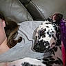 dalmatian, dog, puppy, spotted_coat, black_and_white, sleeping, cuddling, pet, person, face, nose, paw, couch, sofa, blanket, indoor, home, portrait, closeup, relaxed