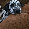 dog, puppy, dalmatian, spotted_coat, black_and_white, pet, animal, couch, sofa, indoors, portrait, close_up, lying_down, resting, floppy_ears, brown_furniture, home, cute, large_eyes, photography