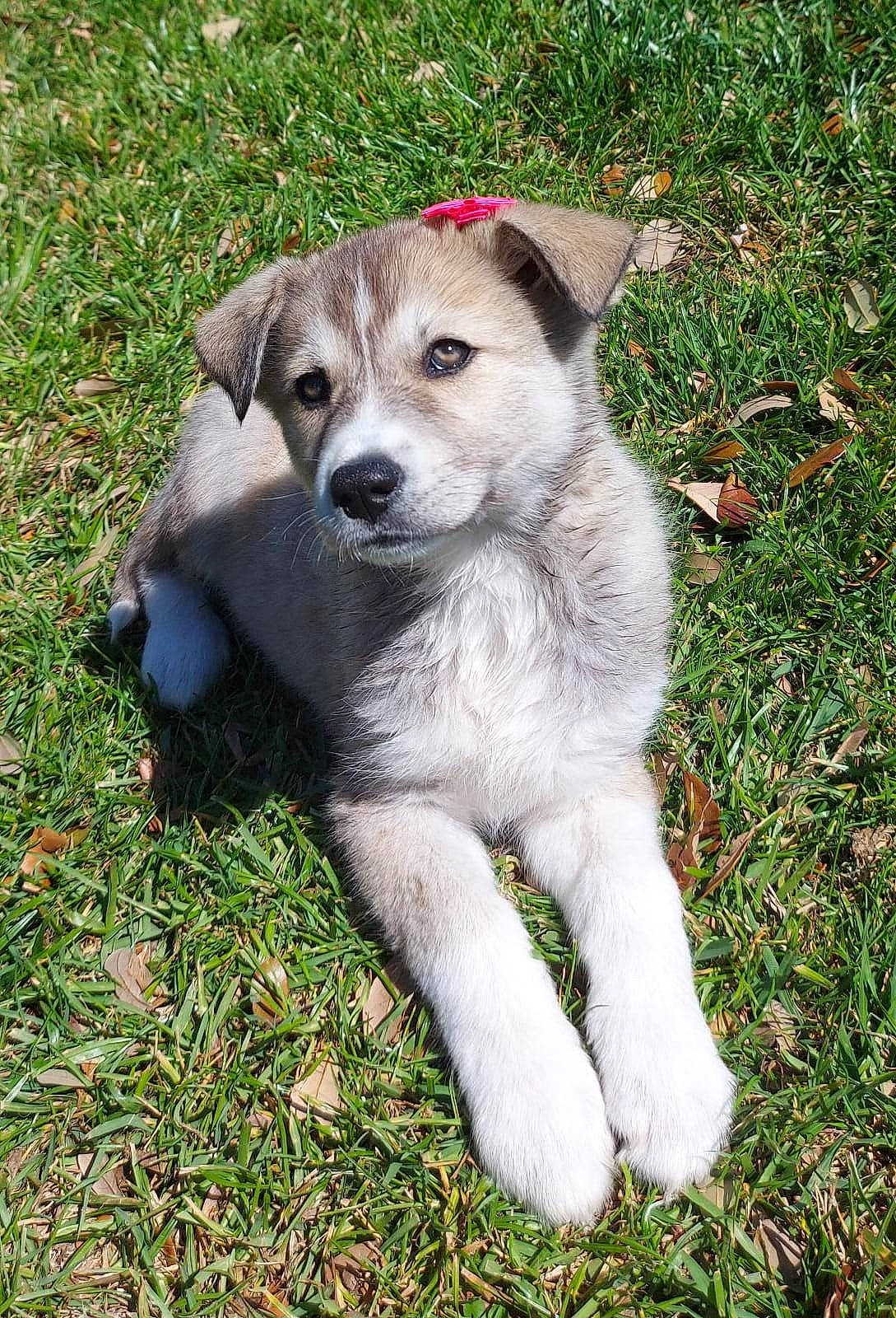 Hazel joined the competition — help win amazing prizes! carnivore, companion_dog, dog, dog_breed, grass, groundcover, plant, sporting_group, terrestrial_animal, working_animal, working_dog