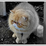 Zoée a rejoint le concours — aidez-le/la à gagner de superbes lots ! cat, fluffy, amber_eyes, outdoor, soil, concrete, animal, pet, curious, round_face, feline, whiskers, tail, closeup, vignette, serious_expression, nature, ground, mammal, portrait