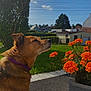 Laya a rejoint le concours — aidez-le/la à gagner de superbes lots ! dog, flower, orange_flower, garden, outdoor, greenery, sunlight, canine, pet, collar, grass, shrub, house, sky, cloud, pavement, relaxation, summer, nature, daytime
