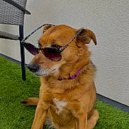Laya a rejoint le concours — aidez-le/la à gagner de superbes lots ! dog, sunglasses, grass, outdoor, pet, canine, brown_fur, collar, purple_collar, sitting, relaxed, chair, woven_chair, fence, wall, daylight, cute, domestic_animal, portrait, side_view