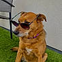 dog, sunglasses, grass, outdoor, pet, canine, brown_fur, collar, purple_collar, sitting, relaxed, chair, woven_chair, fence, wall, daylight, cute, domestic_animal, portrait, side_view