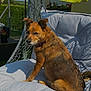 Laya a rejoint le concours — aidez-le/la à gagner de superbes lots ! dog, brown_dog, outdoor, sunlight, chair, cushion, umbrella, yellow_umbrella, relaxed, pet, fur, collar, garden, greenery, fence, flower_pot, shadow, daylight, resting, canine