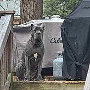 Luna joined the competition — help win amazing prizes! dog, canine, pet, gray_coat, white_patch, sitting, wooden_deck, railings, grill, cover, propane_tank, tree, outdoor, backyard, nature, fence, quiet, calm, animal, portrait