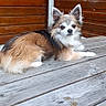 Tobby participe au concours pour gagner de l'argent avec cette photo : dog, animal, pet, outdoor, wooden_deck, wooden_wall, brown_fur, white_fur, black_fur, small_dog, alert, fur, ears, looking, resting, daylight, texture, canine, companion, domestic_animal