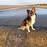Tobby participe au concours pour gagner de l'argent avec cette photo : dog, beach, sand, sea, sunlight, stone, outdoor, pet, animal, small_dog, calm, nature, sky, shore, water, sunny, daytime, cute, portrait, sitting