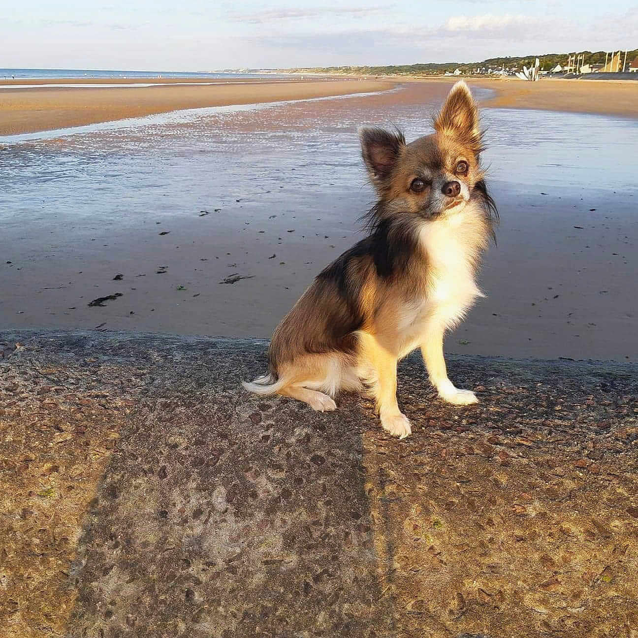 Tobby participe au concours pour gagner de l'argent avec cette photo : dog, beach, sand, sea, sunlight, stone, outdoor, pet, animal, small_dog, calm, nature, sky, shore, water, sunny, daytime, cute, portrait, sitting