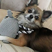 Tobby participe au concours pour gagner de l'argent avec cette photo : dog, chihuahua, toy, knitted_toy, rope_toy, couch, striped_couch, pet, small_dog, fur, ears, cute, indoor, pet_toy, animal, lying_down, looking, curious, brown_fur, black_fur