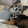 dog, chihuahua, toy, knitted_toy, rope_toy, couch, striped_couch, pet, small_dog, fur, ears, cute, indoor, pet_toy, animal, lying_down, looking, curious, brown_fur, black_fur