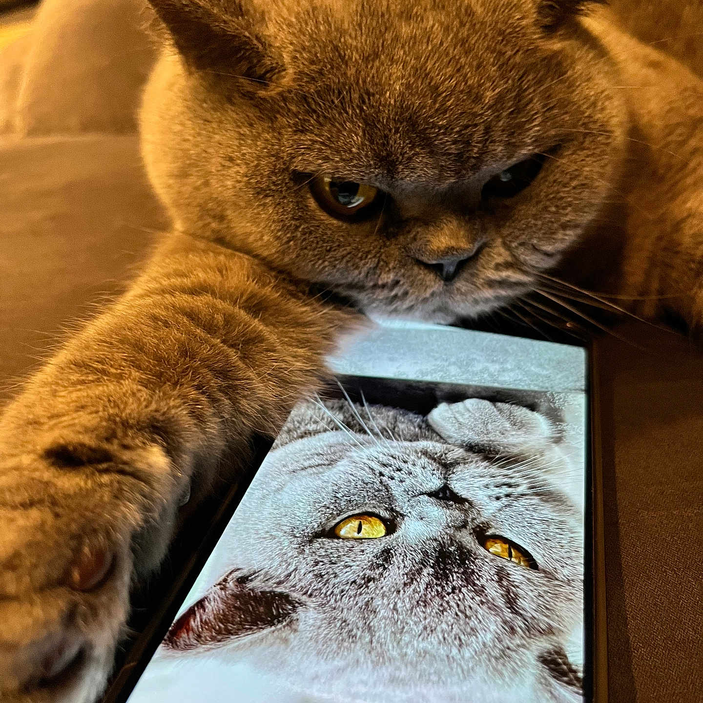 Okaline a rejoint le concours — aidez-le/la à gagner de superbes lots ! animal, brown_fur, cat, close_up, cute, digital_image, funny, fur, indoor, paw, pet, portrait, reflection, resting, screen, smartphone, tablet, technology, whiskers, yellow_eyes