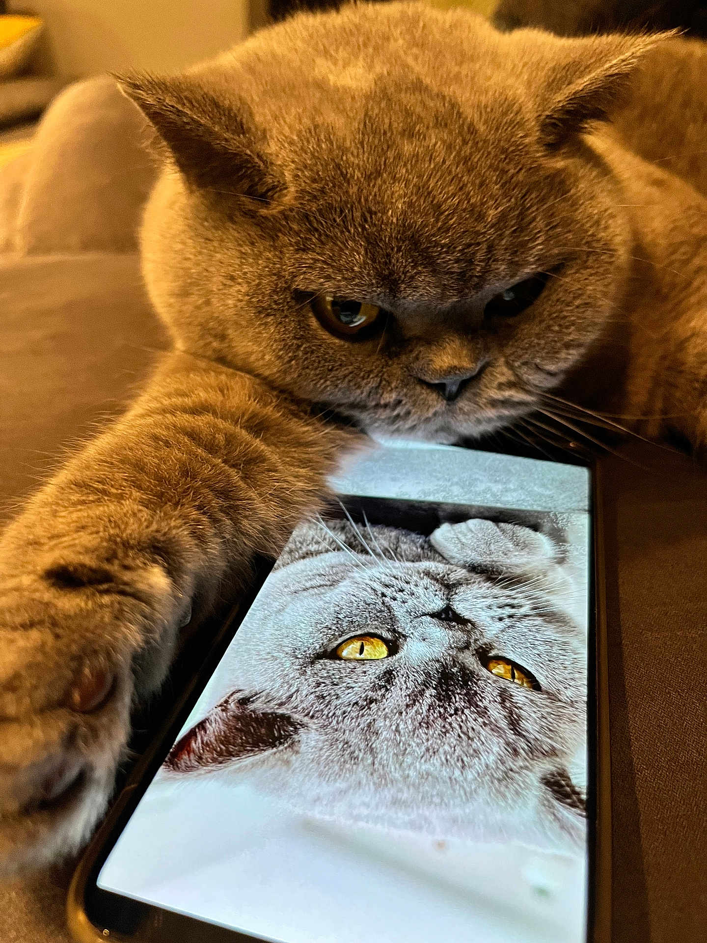 Okaline a rejoint le concours — aidez-le/la à gagner de superbes lots ! cat, smartphone, paw, close_up, indoor, fur, yellow_eyes, technology, reflection, digital_image, cute, animal, pet, tablet, screen, whiskers, portrait, resting, brown_fur, funny