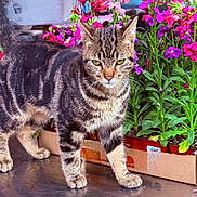 Solovino joined the competition — help win amazing prizes! cat, tabby, animal, pet, flower, plant, greenery, nature, outdoor, colorful, striped, fur, whiskers, paws, box, vibrant, pink, purple, leaf, garden