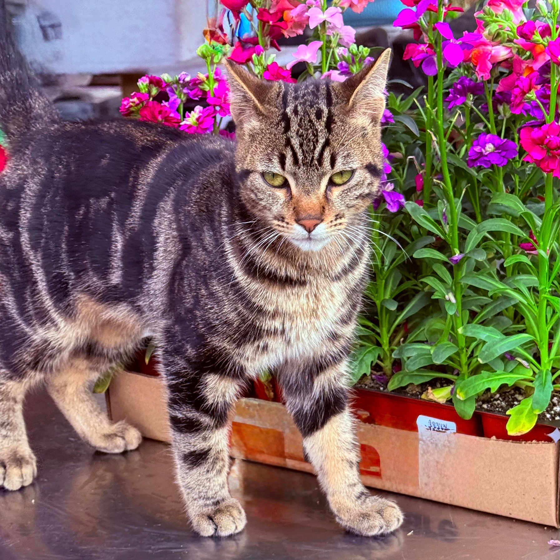 Solovino joined the competition — help win amazing prizes! animal, box, cat, colorful, flower, fur, garden, greenery, leaf, nature, outdoor, paws, pet, pink, plant, purple, striped, tabby, vibrant, whiskers