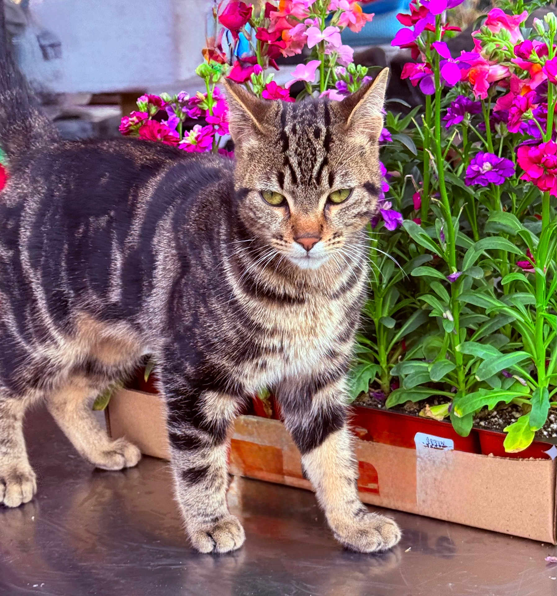 Solovino joined the competition — help win amazing prizes! cat, tabby, animal, pet, flower, plant, greenery, nature, outdoor, colorful, striped, fur, whiskers, paws, box, vibrant, pink, purple, leaf, garden