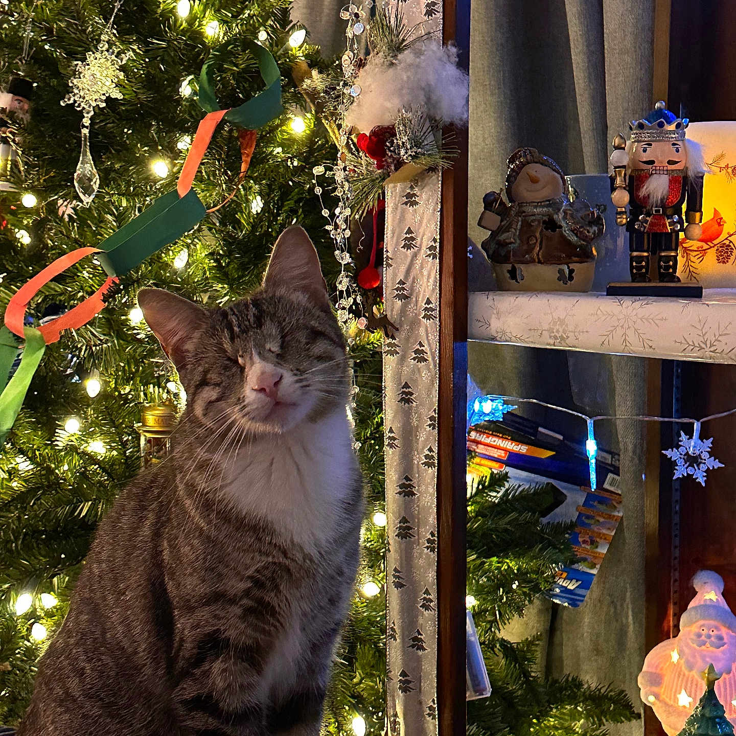 Dutchess Ann is registered to the contest to win money with this photo: cat, celebration, christmas, christmas_tree, cozy, curtains, decorations, domestic_cat, festive, holiday_decor, indoor, lights, nutcracker, ornaments, paper_chain, santa_figurine, shelf, smiling_cat, tabby_cat, winter