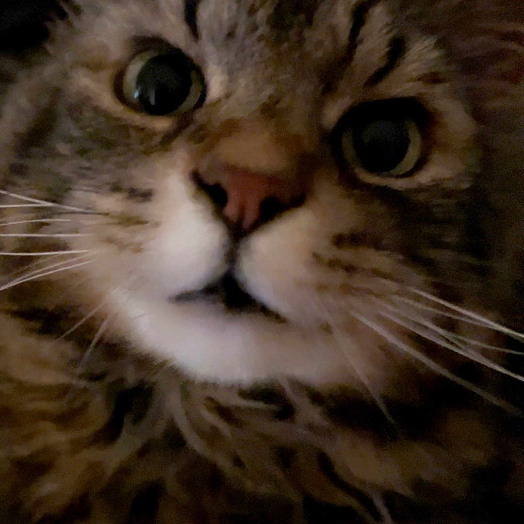 Bubba is registered to the contest to win money with this photo: abyssinian, animal, bodypart, cat, kitten, manx, mouth, person, pet, snout