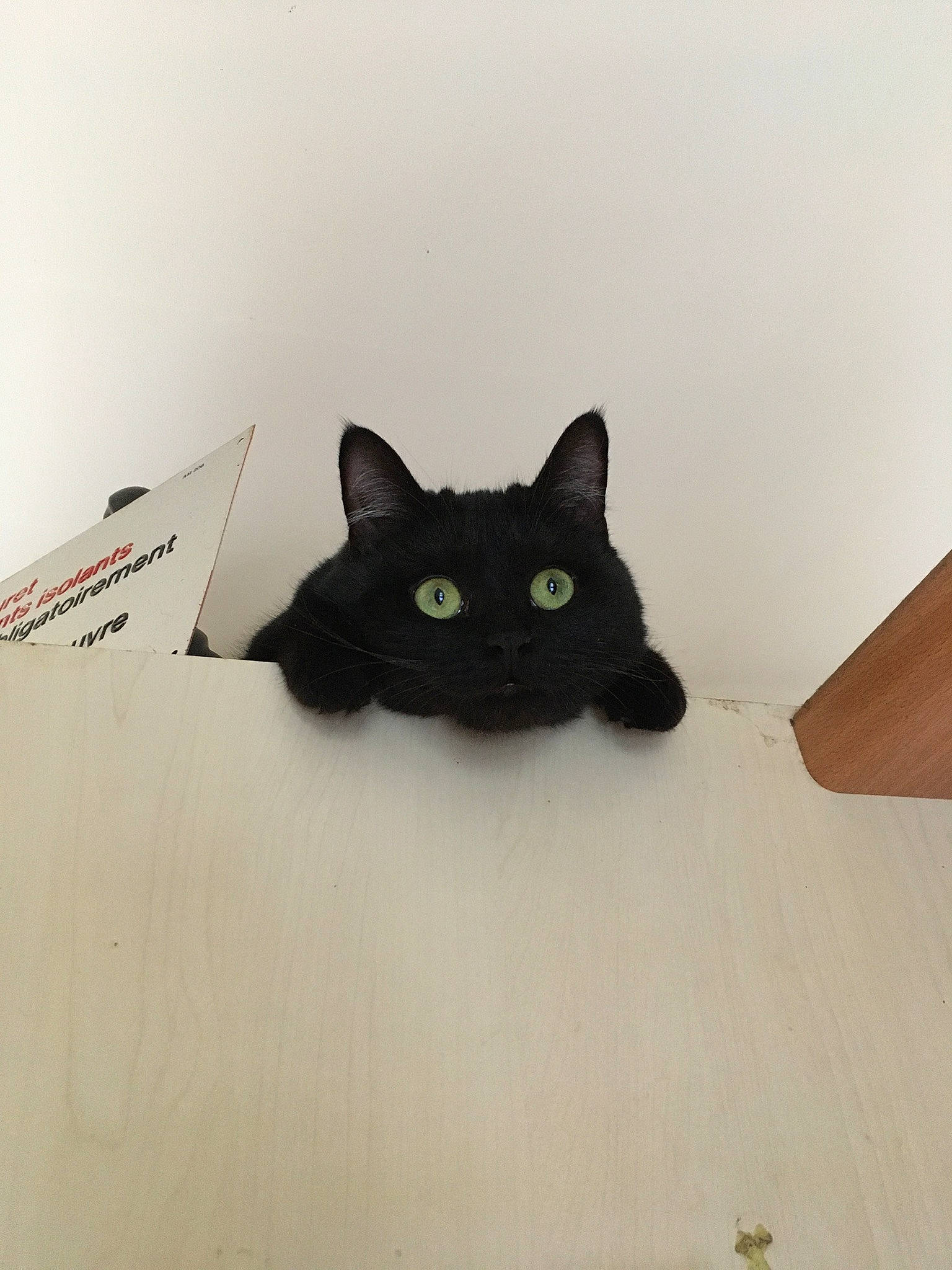 Miyuki a rejoint le concours — aidez-le/la à gagner de superbes lots ! black_cat, bombay, carnivore, cat, domestic_short_haired_cat, felidae, fur, grey, hardwood, iris, paper_product, rectangle, room, small_to_medium_sized_cats, snout, tail, whiskers, window, wood