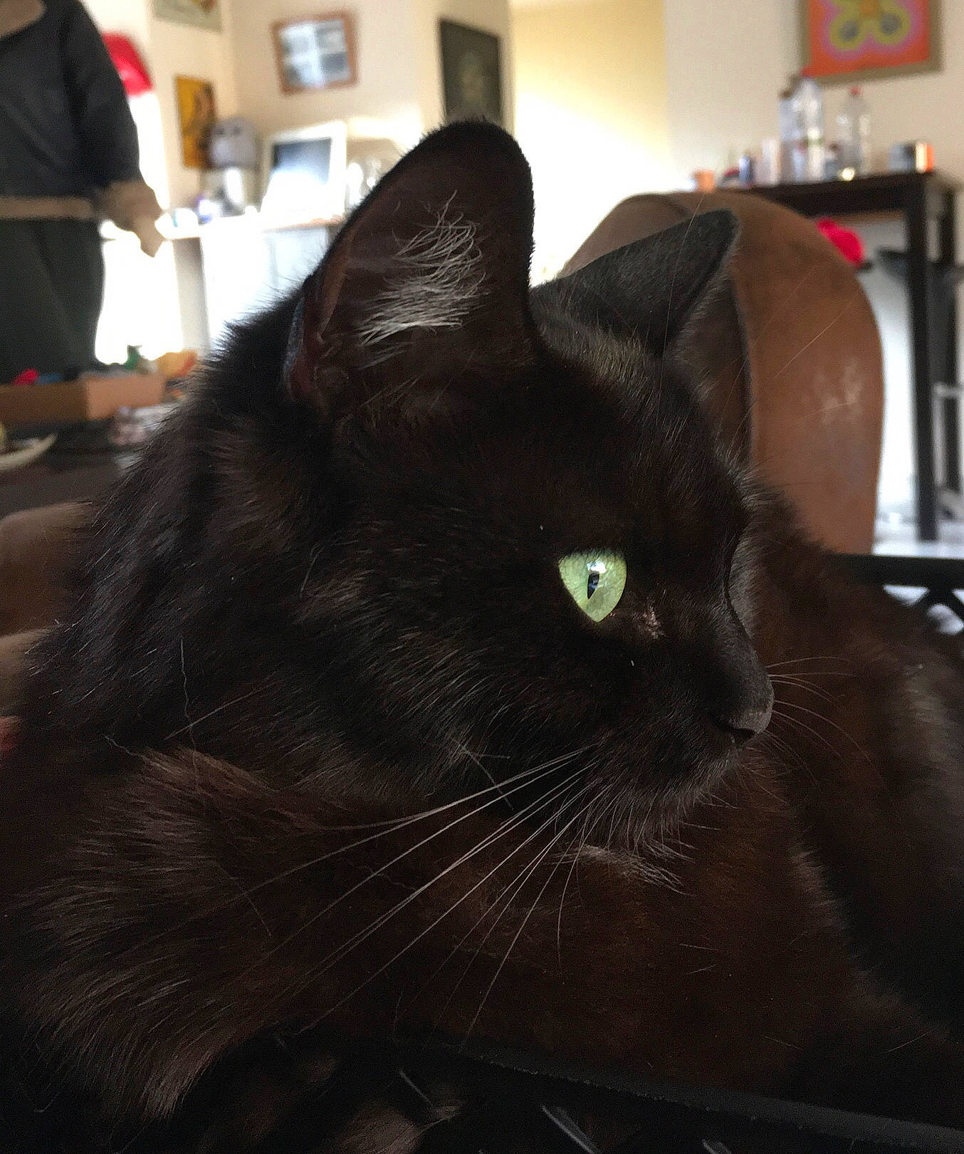 Miyuki participe au concours pour gagner de l'argent avec cette photo : black_cat, bombay, carnivore, cat, comfort, domestic_short_haired_cat, felidae, fur, picture_frame, shelf, small_to_medium_sized_cats, snout, terrestrial_animal, whiskers, window