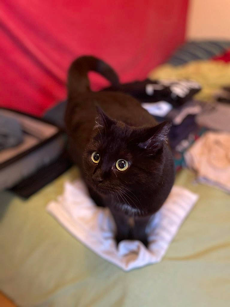 Miyuki participe au concours pour gagner de l'argent avec cette photo : black_cat, brown, carnivore, cat, comfort, domestic_short_haired_cat, fawn, felidae, fur, havana_brown, small_to_medium_sized_cats, snout, whiskers, wood